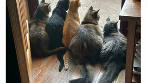 Illustration : "12 photos de chat qui adorent être en bande"