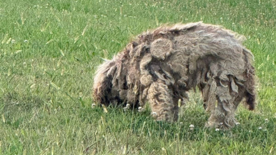Illustration : Un chien errant depuis plus de 8 mois est enfin sauvé par des bienfaiteurs