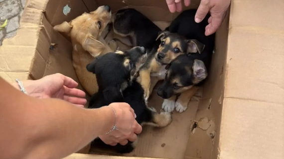 Illustration : Des chiots assoiffés enfermés dans une boîte en carton sont retrouvés in extremis