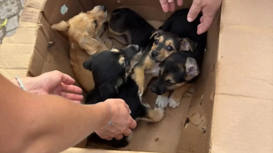 Illustration : "Des chiots assoiffés enfermés dans une boîte en carton sont retrouvés in extremis"