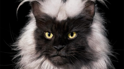Illustration : "Ce Main Coon découvre l’herbe à chat pour la première fois (vidéo)"