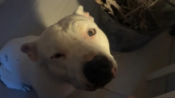 Illustration : Une femme propose 10 000 euros à des inconnus pour s’occuper de leur chien malade et promet de revenir pour lui