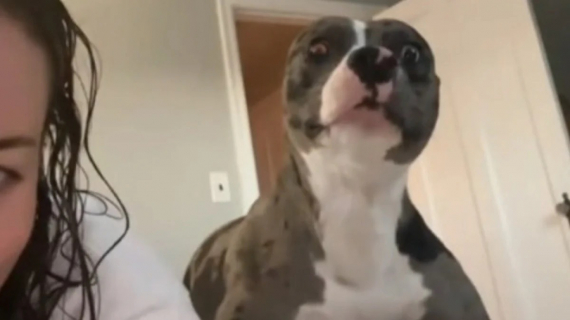 Illustration : Cette chienne de refuge est élue “chien sauvé le plus mignon du monde” 2 ans après son sauvetage