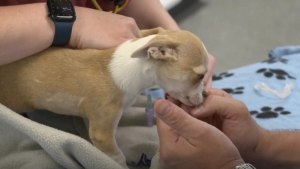 Illustration : "Un vétérinaire tente une opération délicate pour sauver un chiot de 3 mois condamné par la maladie"