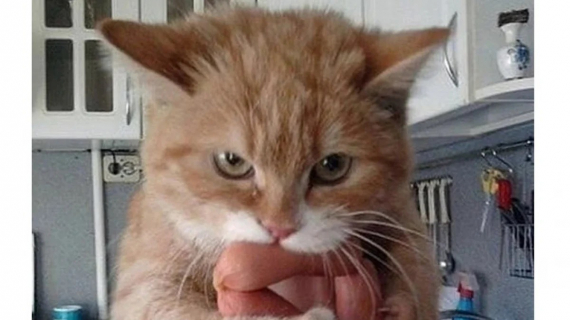 Illustration : 10 chiens et chats surpris en train de faire une grosse bêtise