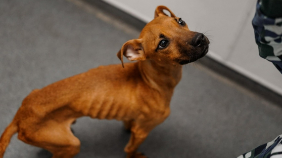 Illustration : Un pauvre petit chien négligé est sauvé alors qu’il n’avait plus que la peau sur les os