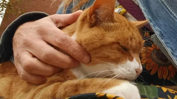 Illustration : Un chat roux devenu mascotte d’un arrêt de bus reçoit un bel hommage de la part des voyageurs