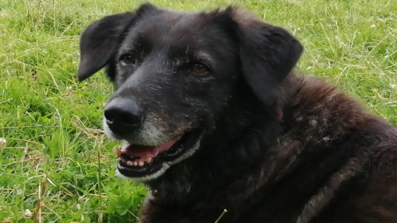 Illustration : Une chienne s’échappe de la maison pour rejoindre sa maîtresse et toute la ville part à sa recherche