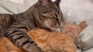 Illustration : "Ce chaton en famille d’accueil est adopté par le chat de la maison (vidéo)"