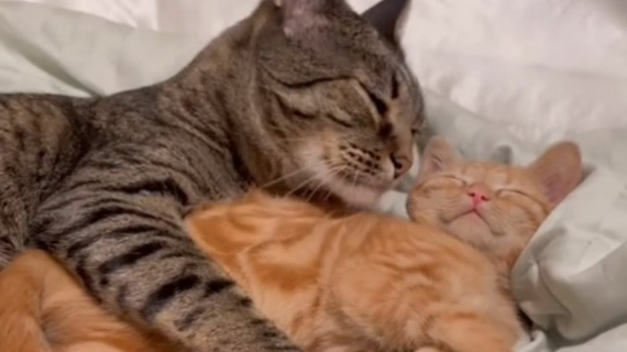 Illustration : Ce chaton en famille d’accueil est adopté par le chat de la maison (vidéo)
