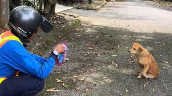 Illustration : Un chien errant émeut un électricien qui s’arrête pour lui tenir compagnie (vidéo)