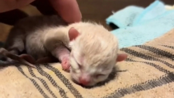 Illustration : Un chaton nouveau-né est retrouvé parmi des ordures et secouru en catastrophe (vidéo)