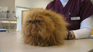 Illustration : "10 photos de chats et de chiens qui redoutent la visite chez le vétérinaire"