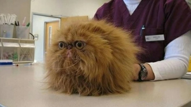 Illustration : "10 photos de chats et de chiens qui redoutent la visite chez le vétérinaire"