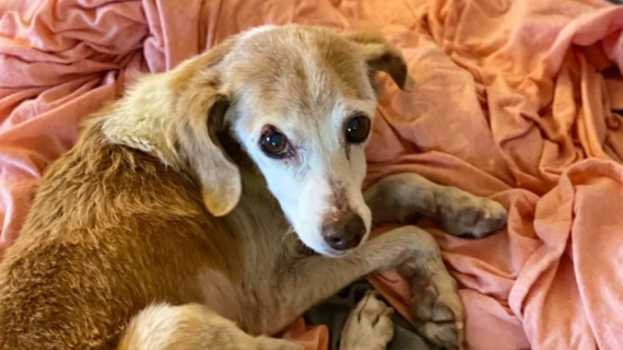 Illustration : Ce chien errant âgé trouve enfin l’amour pour finir ses jours en paix