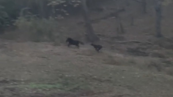 Illustration : Un Dogue Allemand devient meilleur ami avec un cheval miniature et joue avec lui (vidéo)