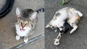 Illustration : "Un chat errant s’installe devant une caserne et gagne le cœur des pompiers"