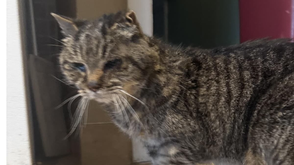 Un vieux chat disparaît pendant 3 semaines puis rentre chez lui comme ...