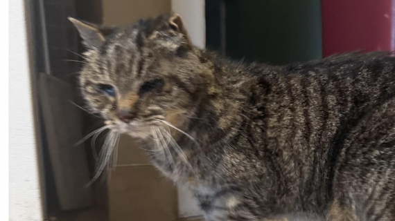 Illustration : Un vieux chat disparaît pendant 3 semaines puis rentre chez lui comme si de rien n’était