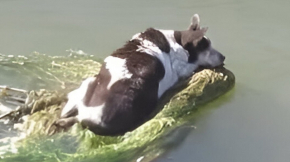 Illustration : Une chienne en détresse est retrouvée sur un caddie flottant au milieu d’un canal