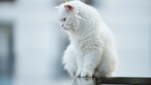 Illustration : "8 choses à savoir sur les chats blancs"