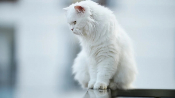 Illustration : 8 choses à savoir sur les chats blancs