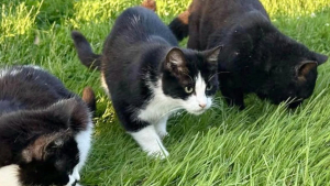 Illustration : "Après le décès de leur propriétaire, 7 chats errants rencontrent un sauveur inattendu"