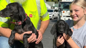 Illustration : "2 chiens séparés de leur famille par un ouragan sont trouvés sur une route endommagée"