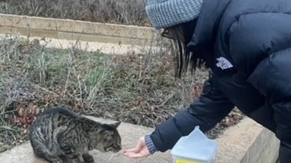 Illustration : Une femme croise un chat errant dans un parc et tisse avec lui une belle amitié