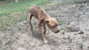 Illustration : "Un géomètre découvre un chien affamé sur le terrain qu’il cartographie et décide de lui venir en aide"