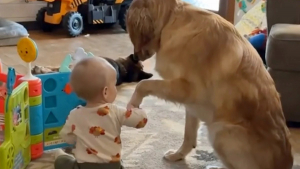 Illustration : "Ce Golden Retriever sait comment attirer tendrement l’attention de bébé (vidéo)"