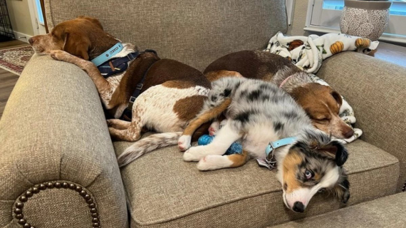 Illustration : 10 chiens qui adorent le confort de leur maison