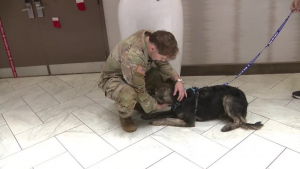 Illustration : "Ce chien secouru lors d’une opération militaire retrouve son sauveur des mois plus tard"