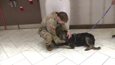 Illustration : Ce chien secouru lors d’une opération militaire retrouve son sauveur des mois plus tard