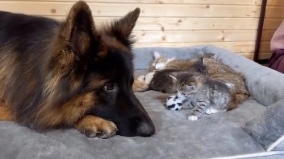 Illustration : Ce Berger Allemand turbulent s’apaise en devenant la nounou de petits chatons (vidéo)