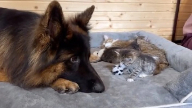 Illustration : "Ce Berger Allemand turbulent s’apaise en devenant la nounou de petits chatons (vidéo)"
