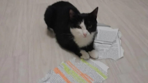 Illustration : "Un étudiant sauve un chat errant qui mange son devoir à rendre pour le lendemain"