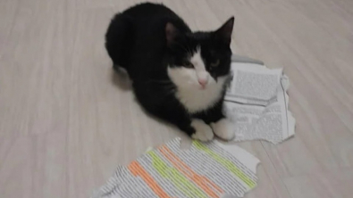 Illustration : Un étudiant sauve un chat errant qui mange son devoir à rendre pour le lendemain