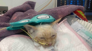 Illustration : "Une étudiante tente de réunir plus de 60 000 € pour sauver son chat gravement malade"