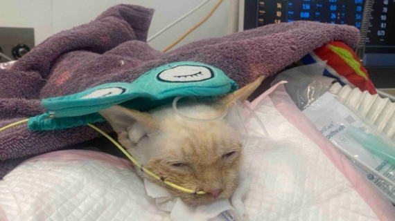 Illustration : Une étudiante tente de réunir plus de 60 000 € pour sauver son chat gravement malade