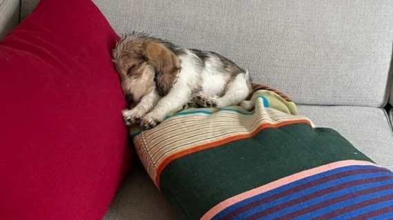 Illustration : 10 photos de chats et de chiens terriblement craquants