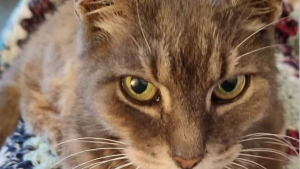 Illustration : "Un chat disparaît pendant 10 ans puis retrouve son maître de façon surprenante"