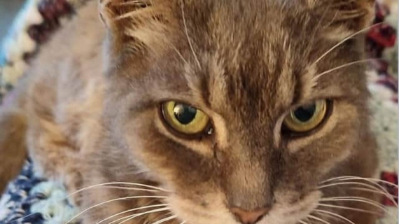 Illustration : Un chat disparaît pendant 10 ans puis retrouve son maître de façon surprenante