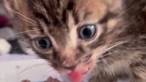 Illustration : "Ce chaton à la mâchoire brisée trouve enfin un foyer capable de l’aimer"