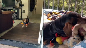 Illustration : "Ce chien transporte toutes ses peluches dehors pour leur donner un bain de soleil (vidéo)"