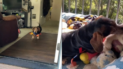 Illustration : "Ce chien transporte toutes ses peluches dehors pour leur donner un bain de soleil (vidéo)"