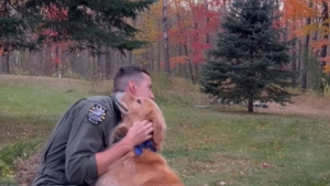 Illustration : "Ce Golden Retriever fou de joie retrouve son maître après 3 mois de séparation (vidéo)"
