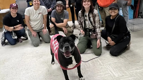 Illustration : L’équipe d’un refuge se réunit pour fêter l’adoption d’une chienne cherchant une famille depuis 4 ans