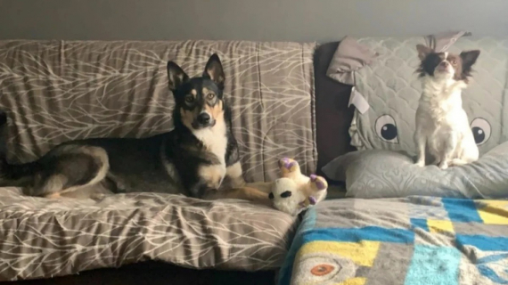 Illustration : 10 photos de chiens qui s’adorent malgré leur différence de taille