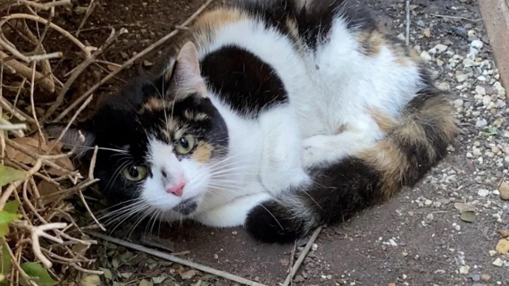 Illustration : Une chatte blessée est trouvée par une promeneuse qui prend soin d’elle